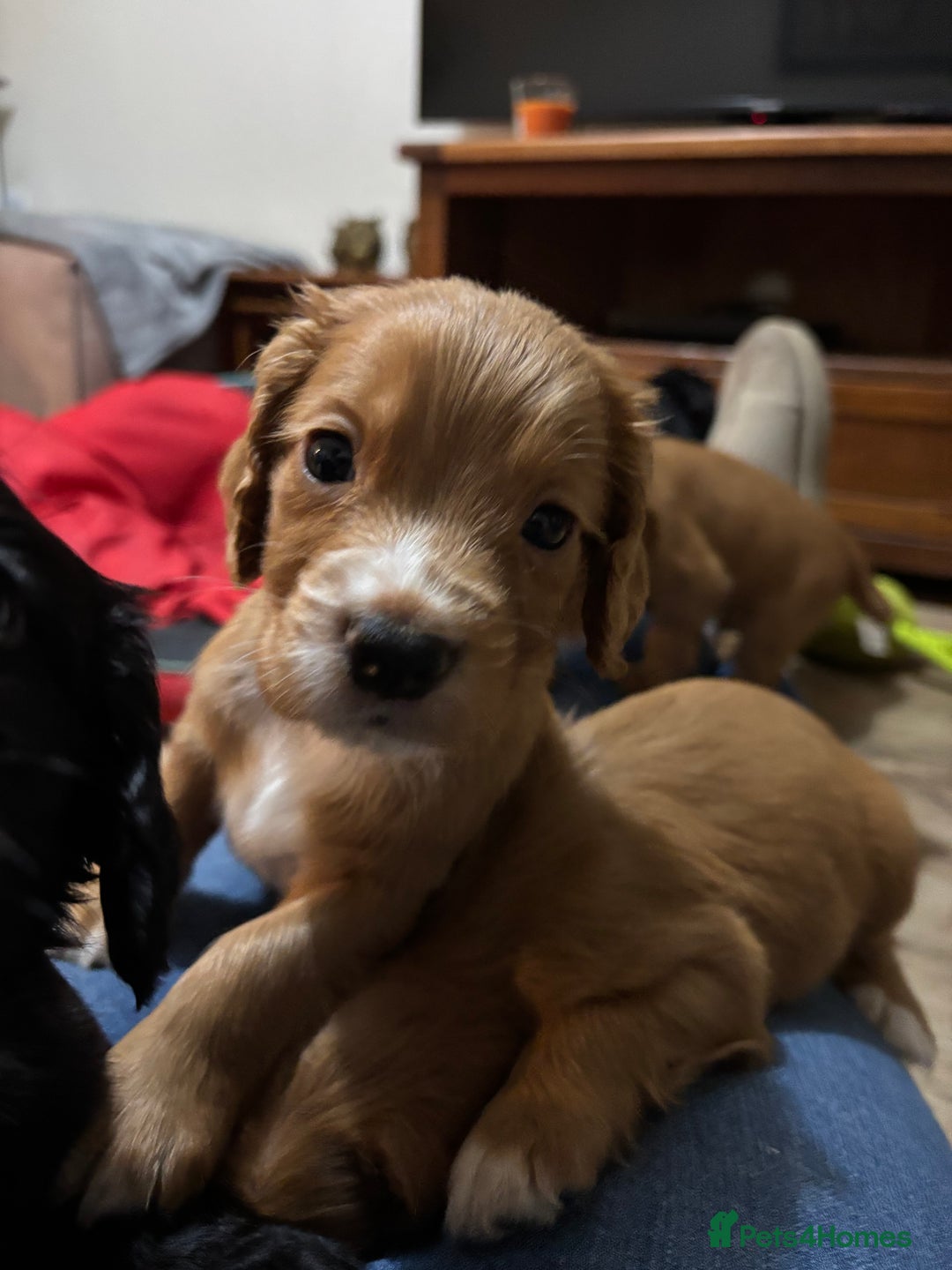 Cocker Spaniel dogs for sale: Working Cocker Spaniel Pups - Advert 10