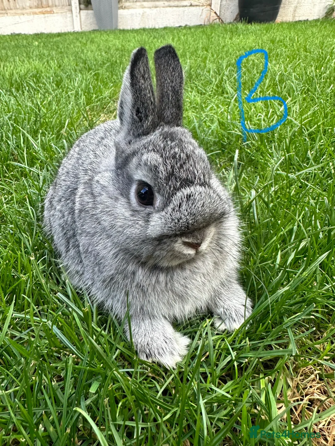 Netherland Dwarf rabbits for sale: Netherland Dwarf Rabbits for sale  - Advert 1