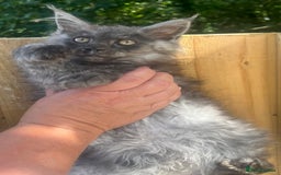 Maine Coon cats for sale: STUNNING MAINE COON SMOKE (tica activereg ) - Image 17