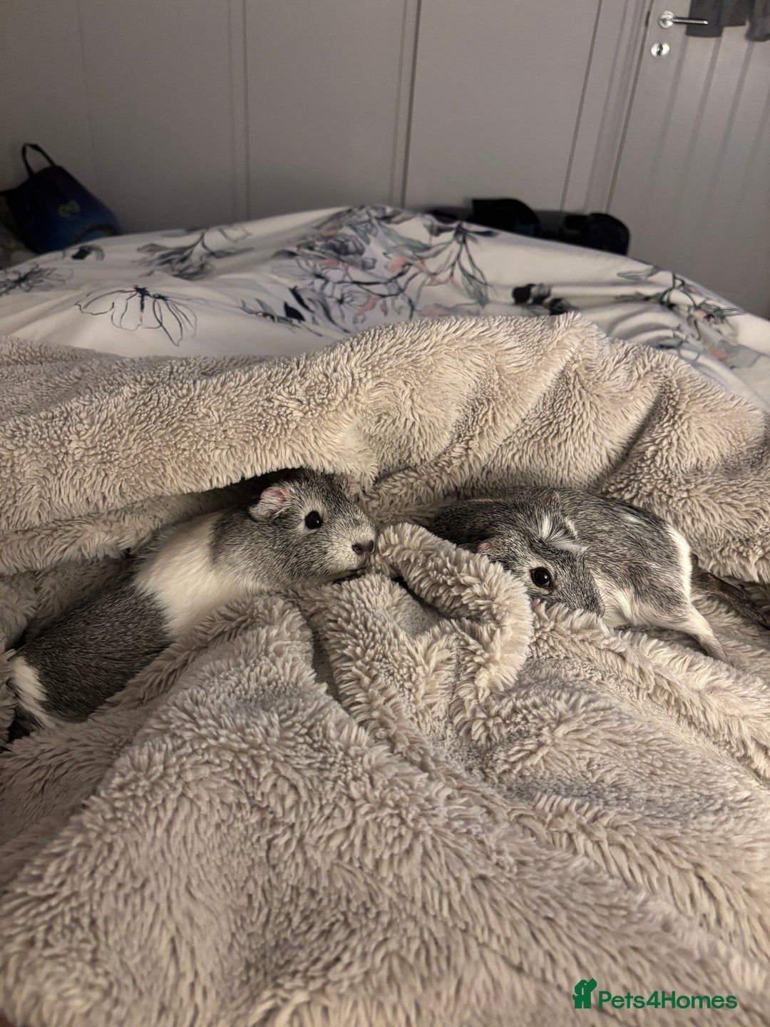 Guinea Pig rodents for sale: Gorgeous young guinea pigs  - Advert 6