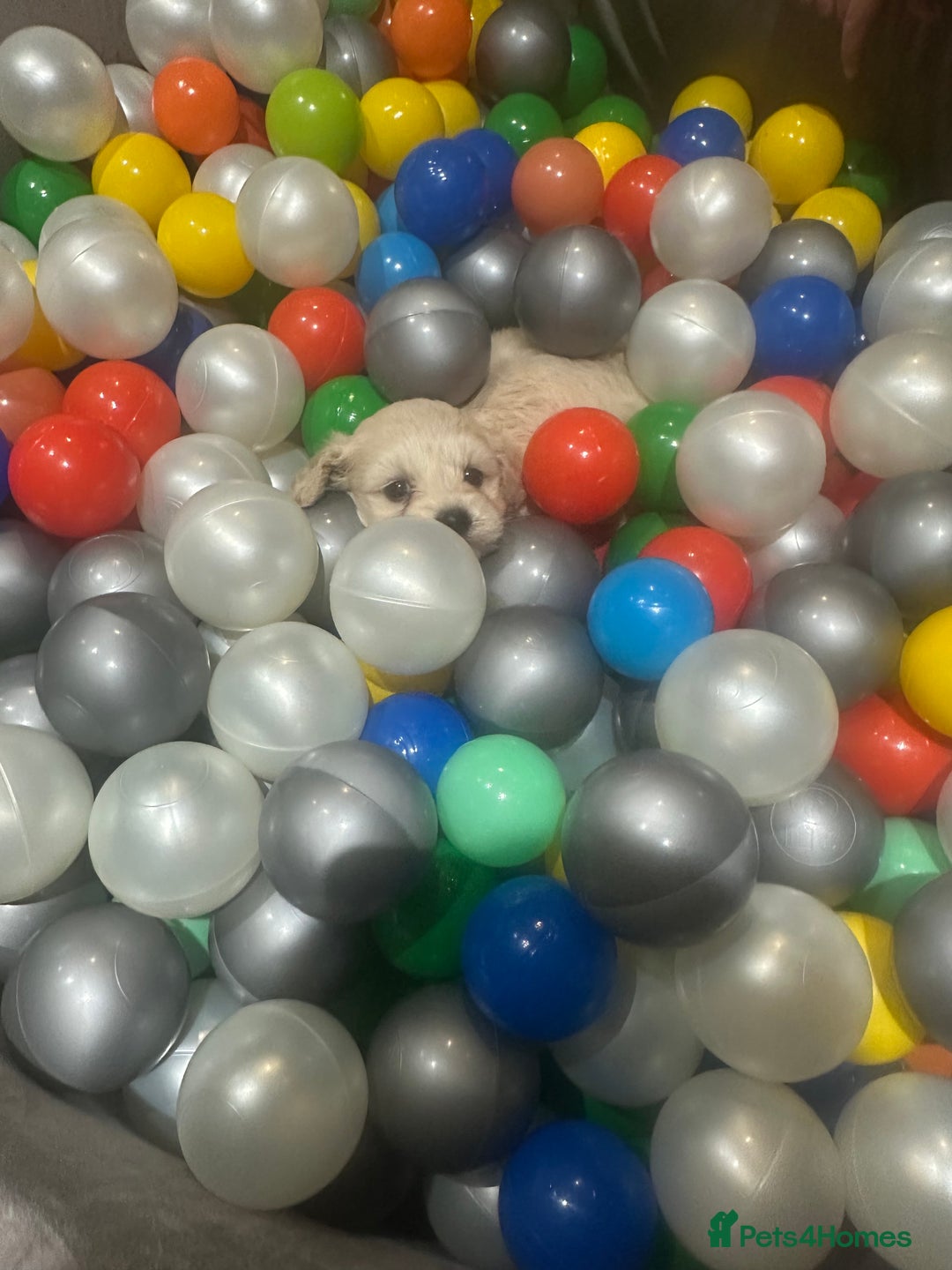 Poochon dogs for sale: Poochon puppies ready now  - Advert 5