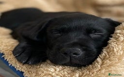 Labrador Retriever dogs for sale: Black Labrador puppies - Image 3