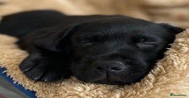Labrador Retriever dogs - Advert 6