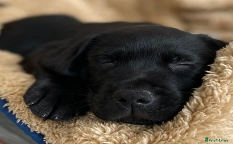 Labrador Retriever dogs - Advert 11