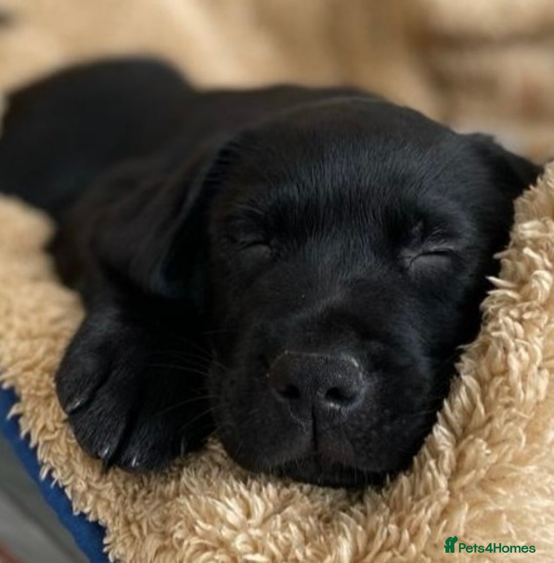 Labrador Retriever dogs for sale: Black Labrador puppies - Image 3
