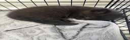 Mixed Breed cats for sale: 5 Adorable British Shorthair Mix-breeds  - Advert 8