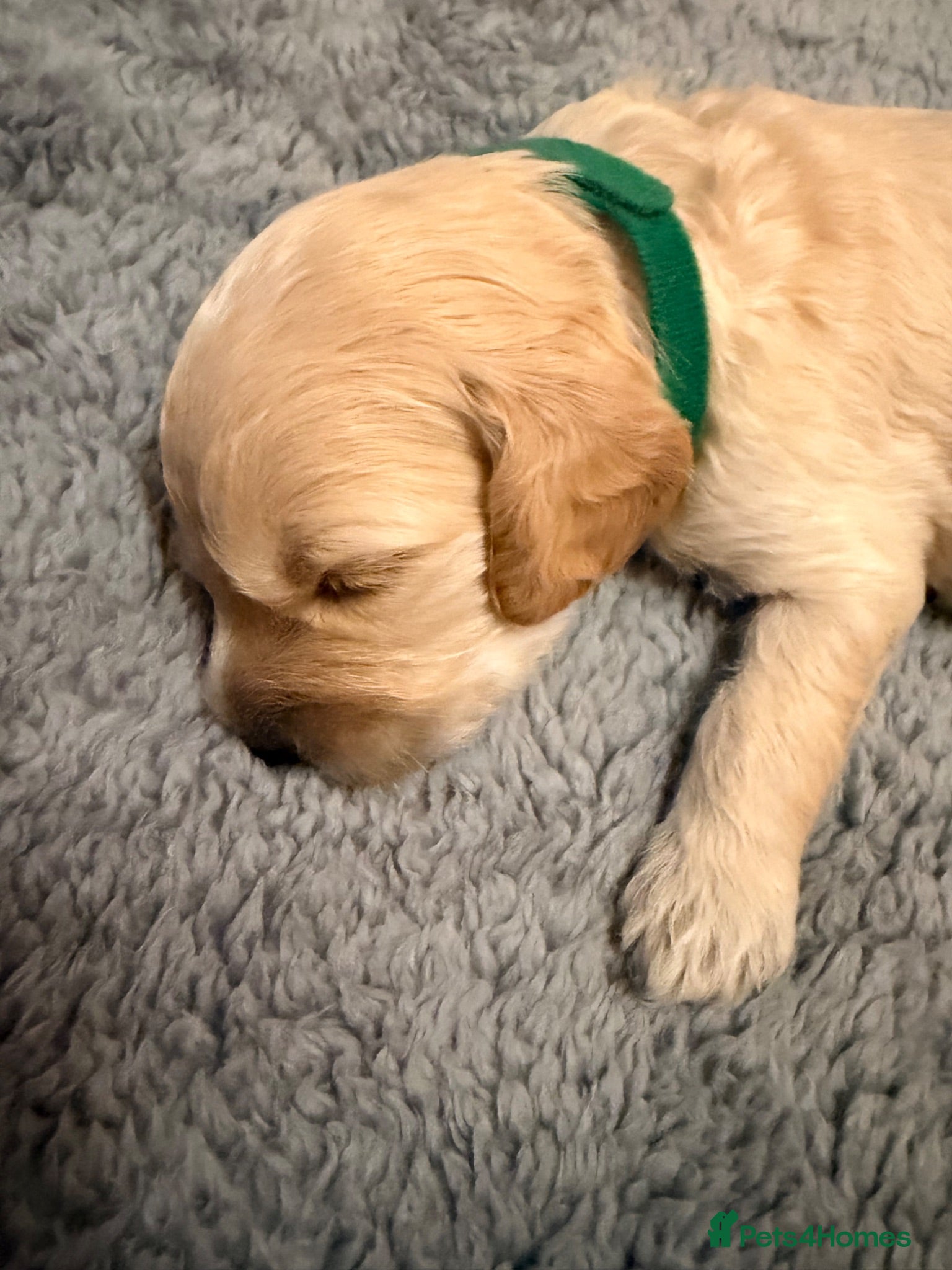 Cavapoo dogs Beautiful Cavapoo puppies  - Advert 4