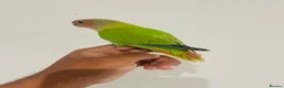 Lovebirds birds for sale: Hand reared lovebirds for sale  - Advert 17