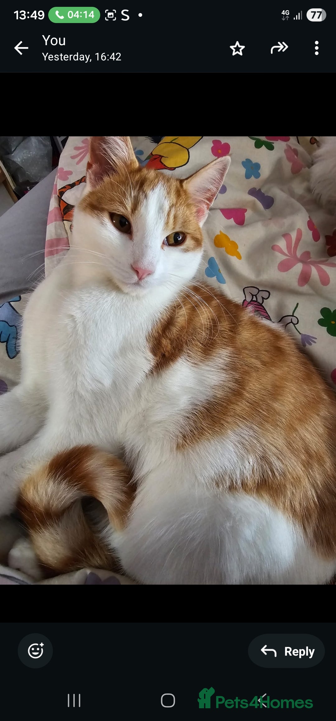 Mixed Breed cats for sale: Male 1 yr old cat - Advert 1