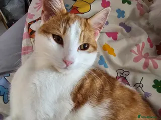 Mixed Breed cats Male 1 yr old cat - Advert 11