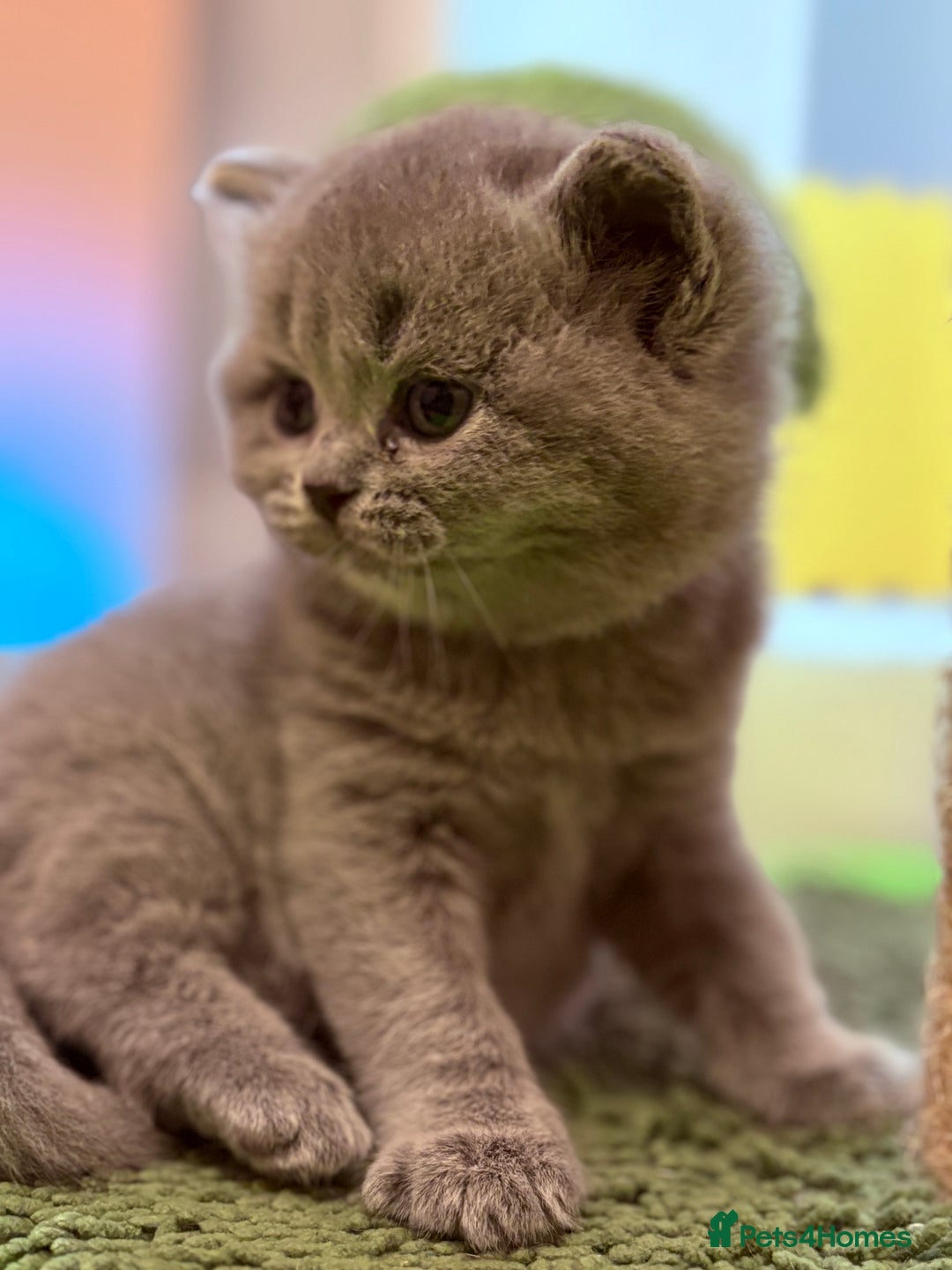 British Shorthair cats for sale: Beautiful GCCF Registered MultiColoured BSH kitte  - Advert 6
