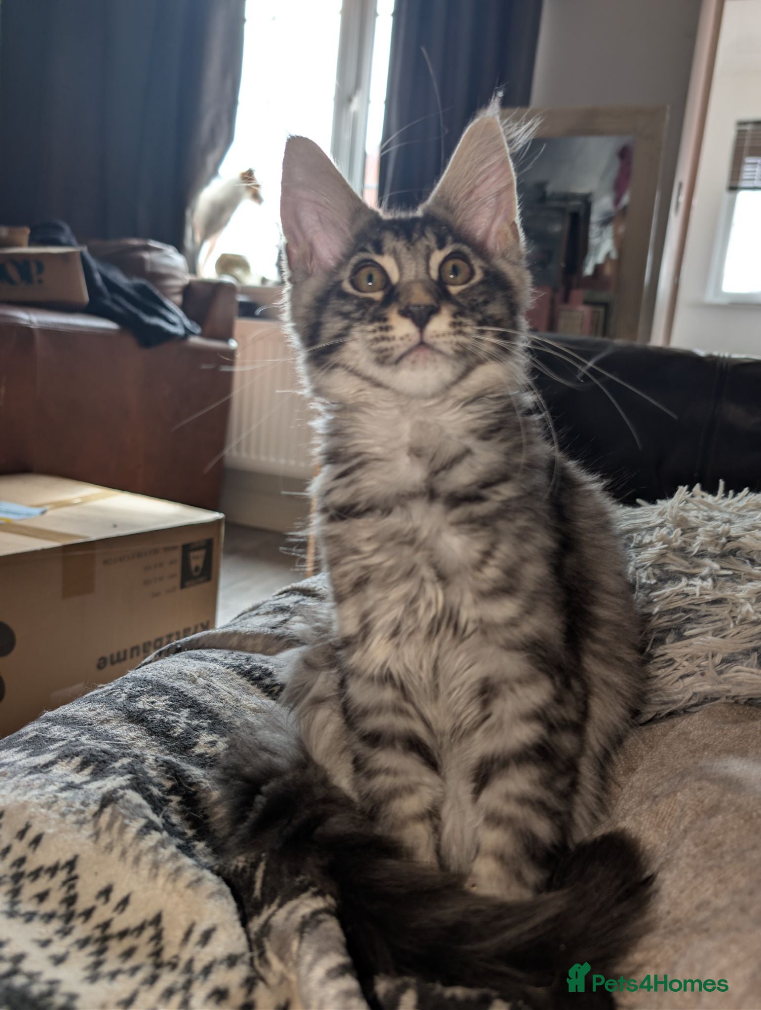 Maine Coon cats Tica registered mainecoons  - Advert 18