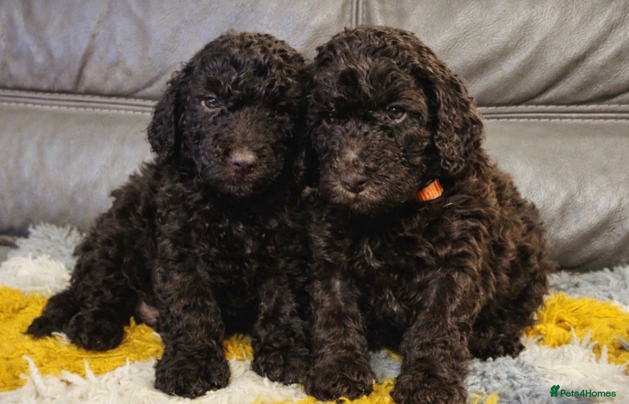 Cockapoo dogs 1 left Stunning toy cockerpoo puppies - Advert 13