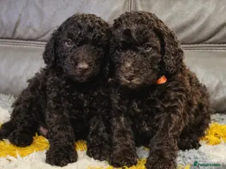 Cockapoo dogs 1 left Stunning toy cockerpoo puppies - Advert 13