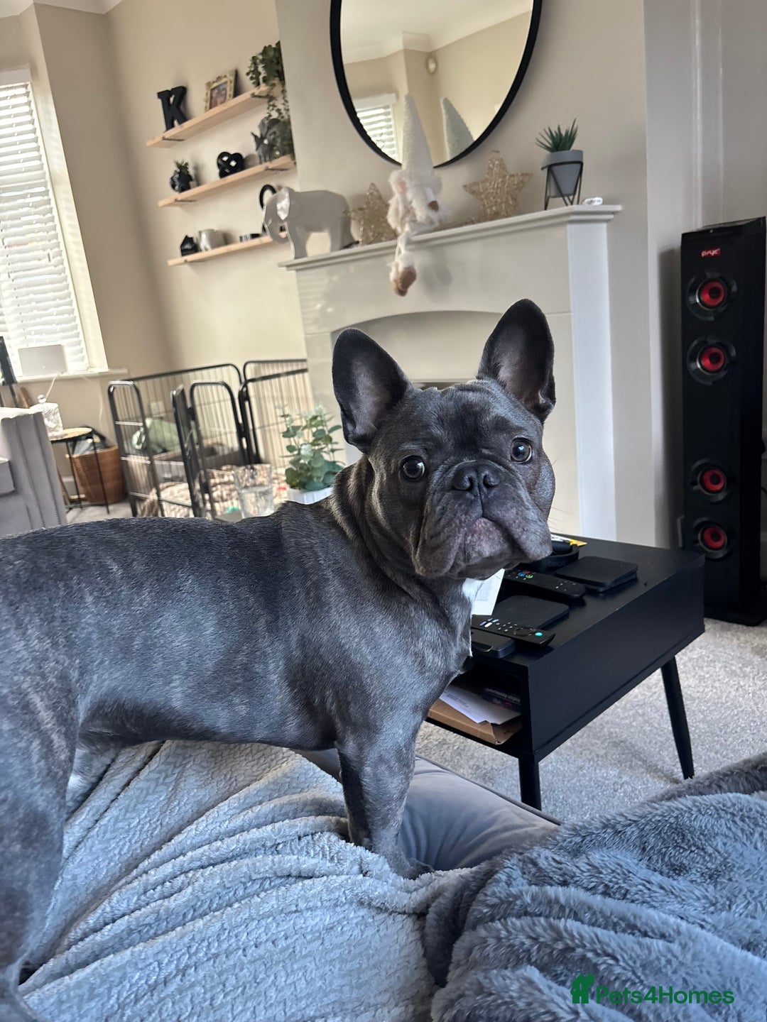 French Bulldog dogs for sale: 9 Month Old French Bulldog for Sale  - Advert 8
