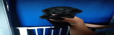 Labrador Retriever 2