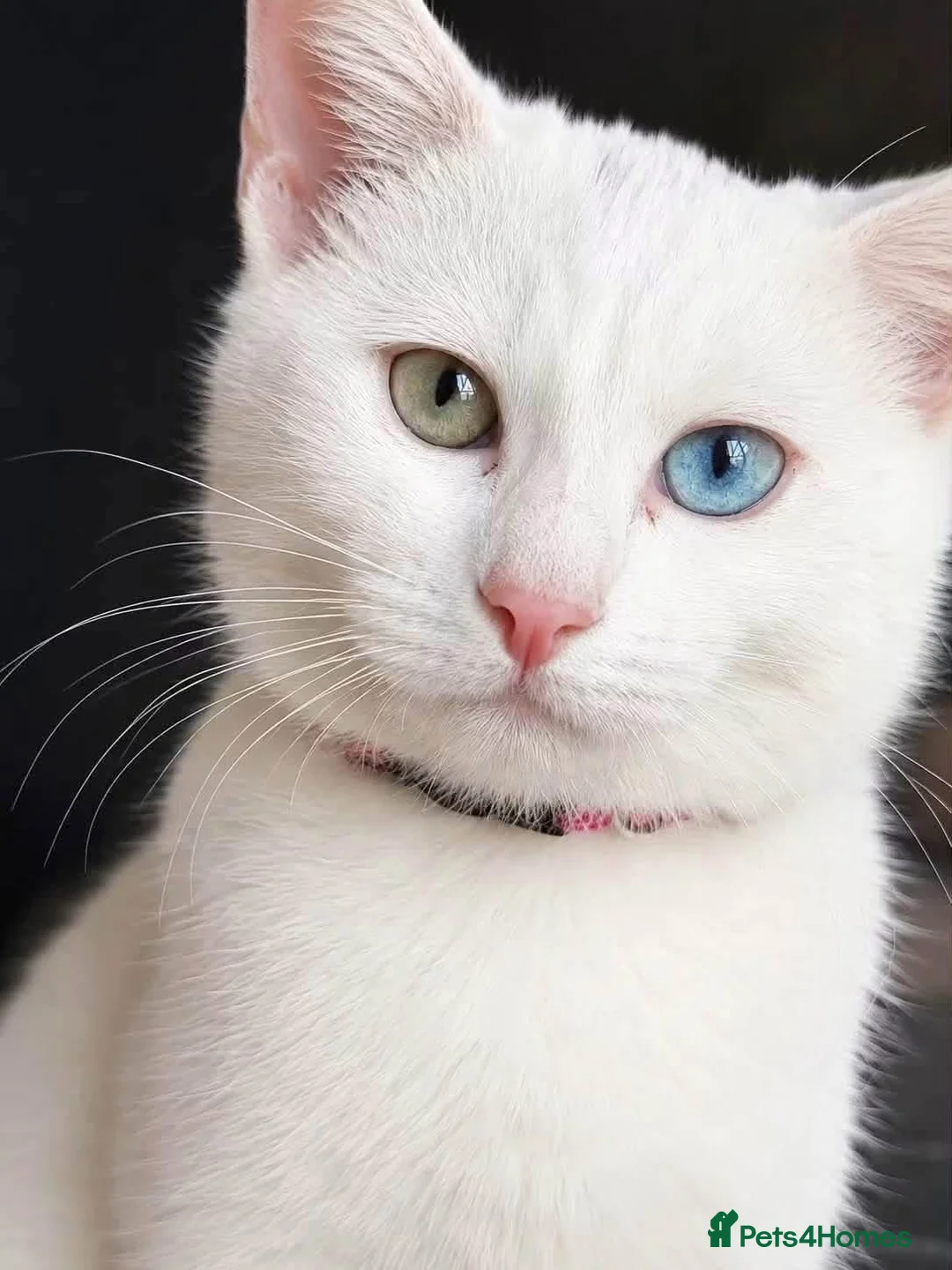 Turkish Angora cats for sale:  Beautiful White Cat  - Advert 1