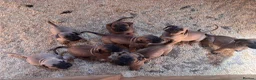Boerboel dogs for sale: South African boerboel - Advert 1