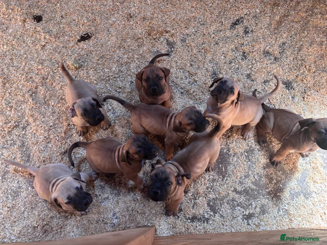Boerboel dogs for sale: South African boerboel - Advert 1