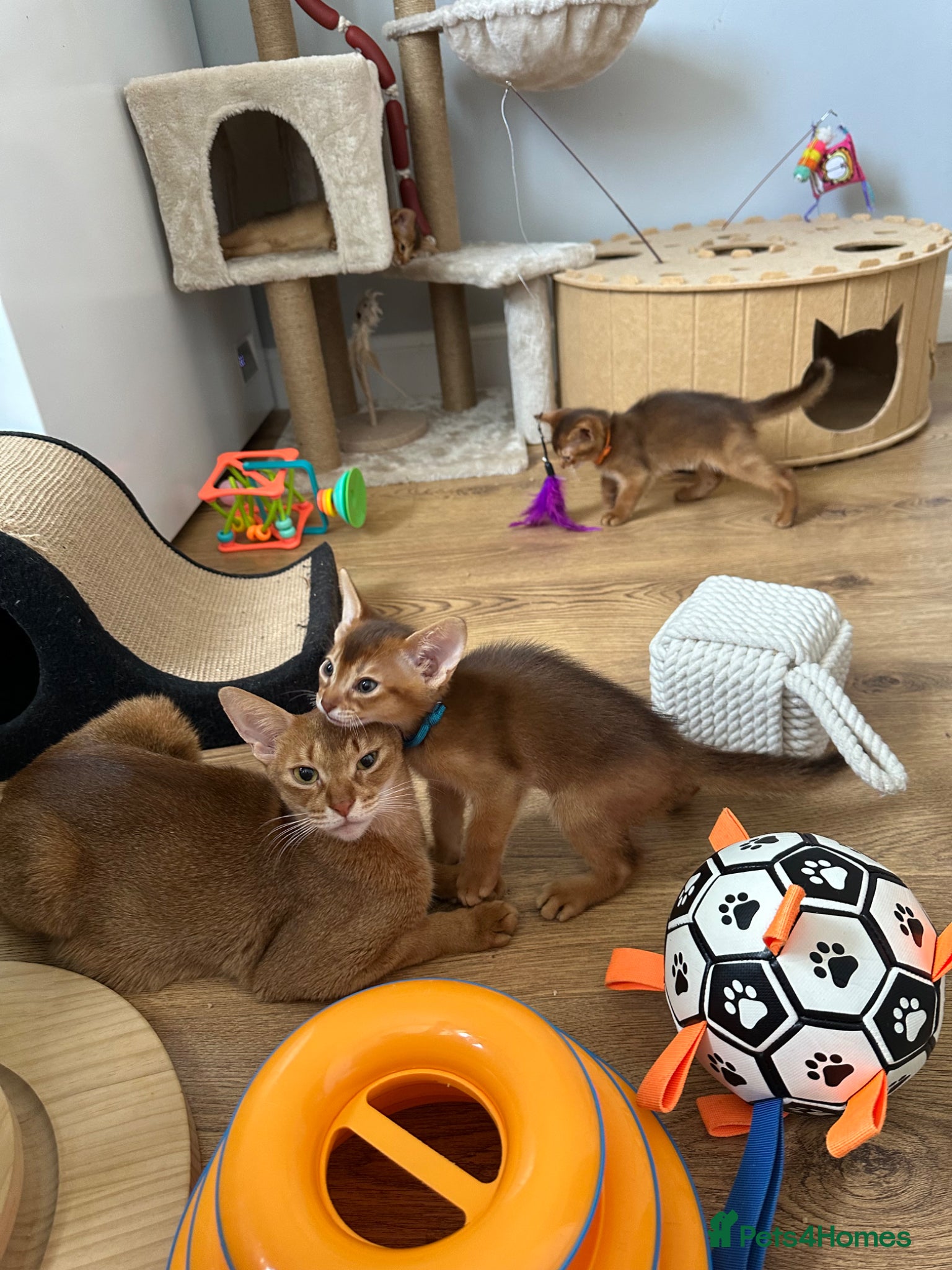 Abyssinian cats for sale: Abyssinian kittens  - Advert 28