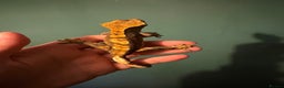 Gecko reptiles for sale: Crested Gecko For Sale - Advert 2