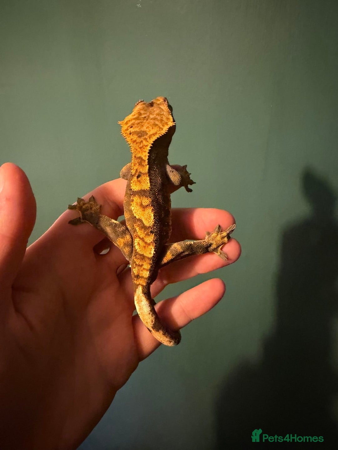 Gecko reptiles for sale: Crested Gecko For Sale - Advert 2