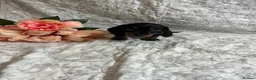 Miniature Dachshund dogs for sale: 🤩 1 stunning miniature dachshund 🤩 - Advert 5