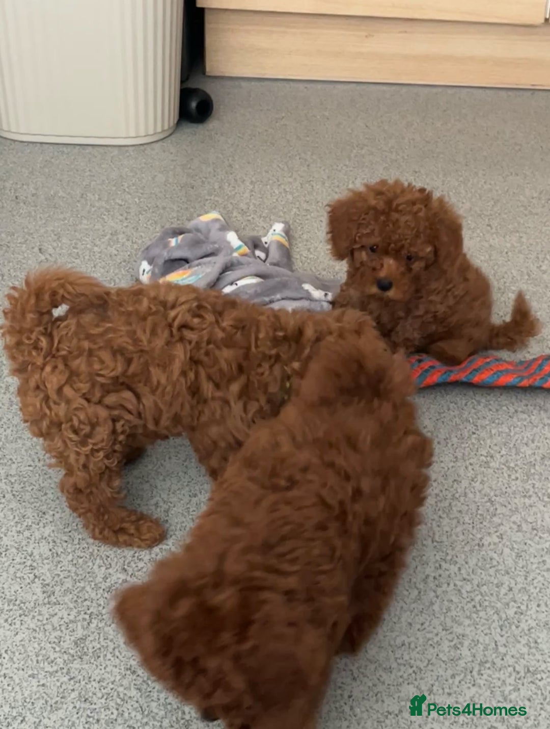 Cavapoo dogs for sale: Stunning Toy Cavapoo Puppies *DNA Health Tested* - Image 5