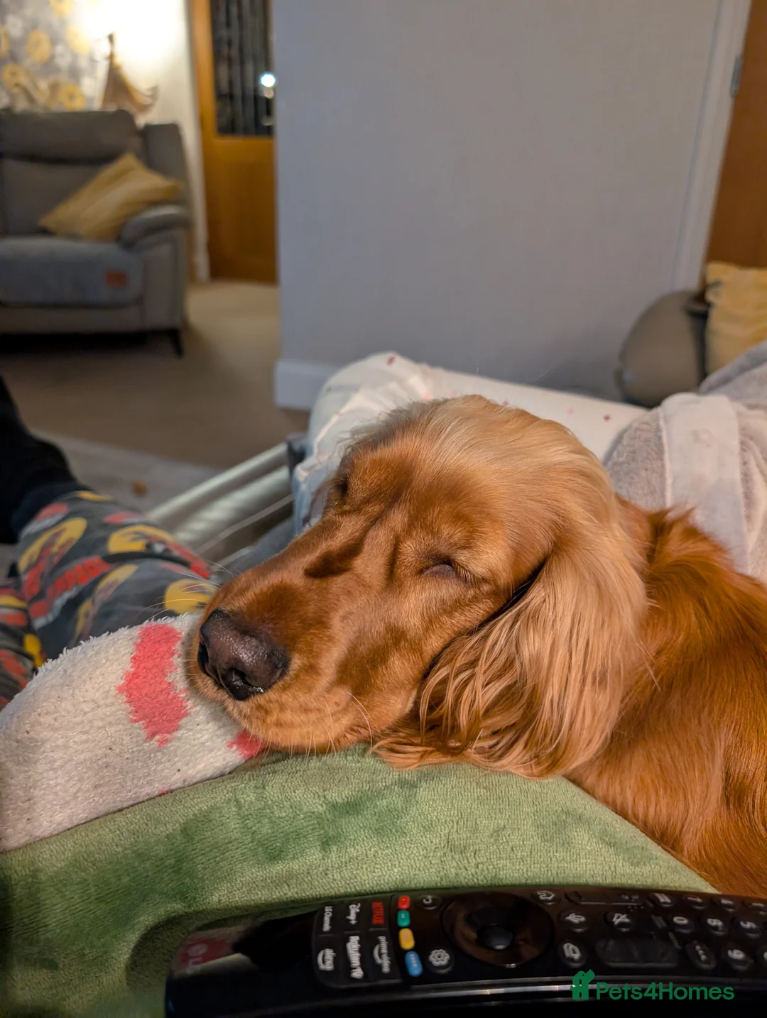 Cocker Spaniel dogs for sale: Cocker Spaniel (Ruby) - Advert 7