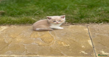 British Shorthair cats - Advert 11