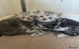 British Shorthair cats for sale: Pedigree British shorthair kittens for sale  - Image 13