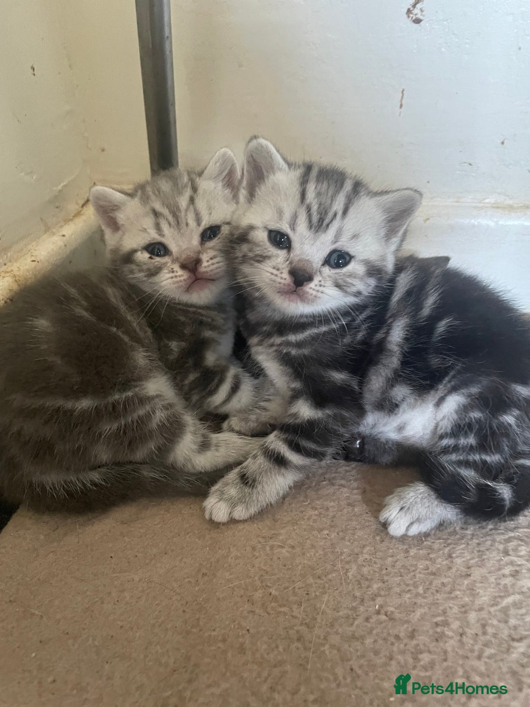 British Shorthair cats for sale: Pedigree British shorthair kittens for sale  - Image 13