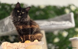Maine Coon cats for sale: Tica Stunning Kittens  - Image 35