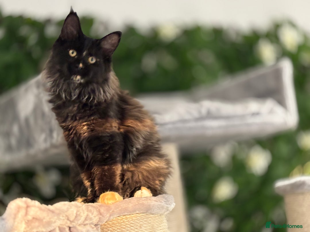 Maine Coon cats for sale: Tica Stunning Kittens  - Image 35