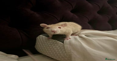 Rat rodents - Advert 11