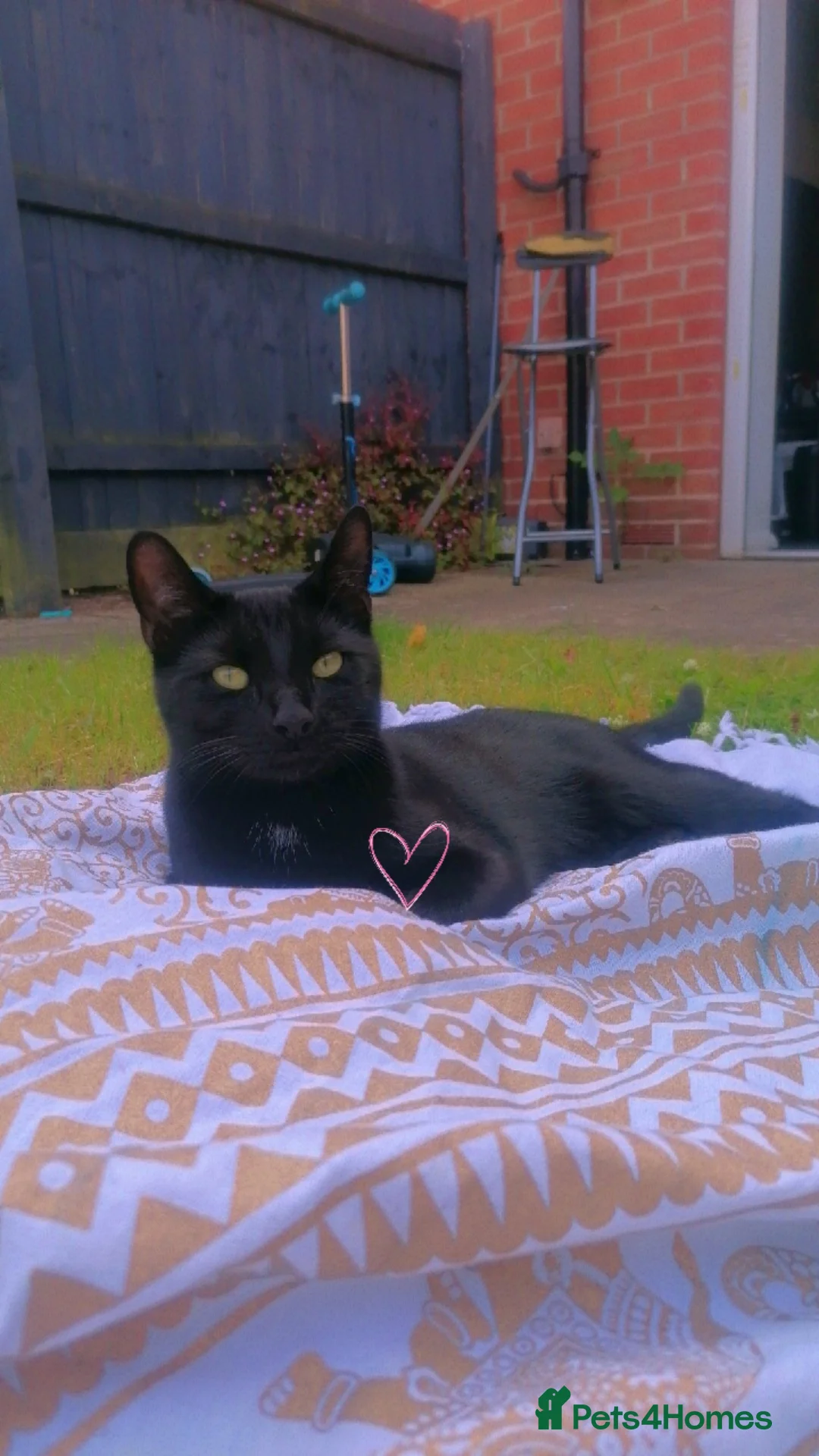 British Shorthair cats for sale: Black cat - Advert 1