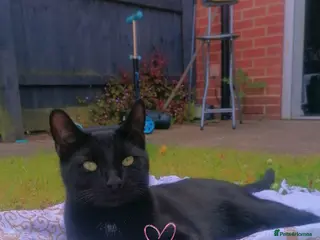 British Shorthair cats Black cat - Advert 7