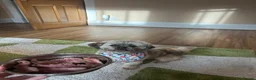 Lhasa Apso dogs for stud: Lhasa Apso KC Registered Stud  - Advert 6