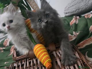 Maine Coon cats Champion russian Maine coon kittens - Advert 13