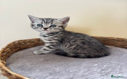 British Shorthair cats for sale: ❤️💙 GORGEOUS SILVER TABBY BSH CHAMPION LINES 💙❤️ - Image 14