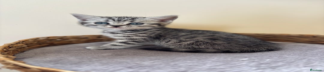 Spotted boy 