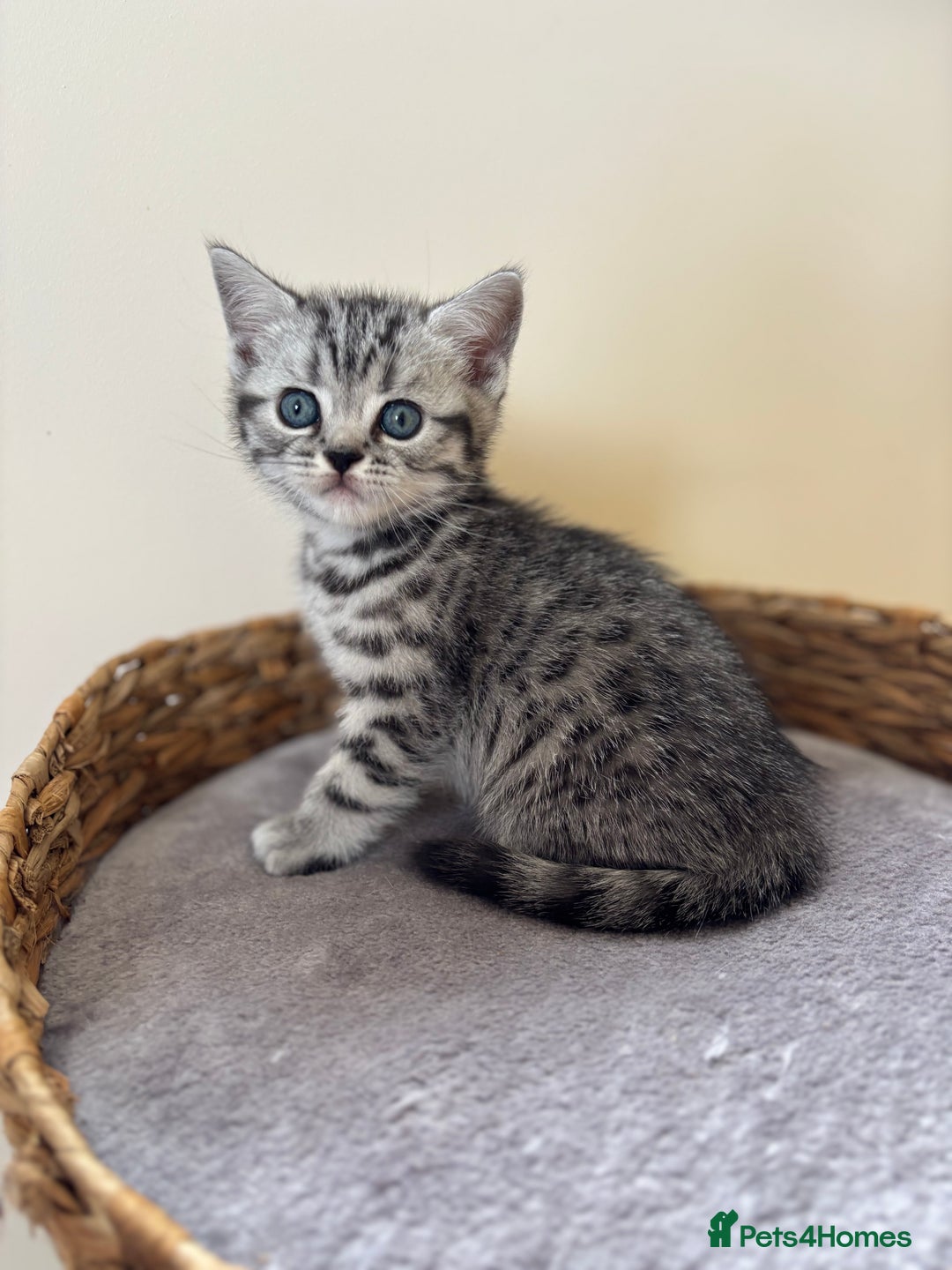 British Shorthair cats for sale: ❤️💙 GORGEOUS SILVER TABBY BSH CHAMPION LINES 💙❤️ - Image 14