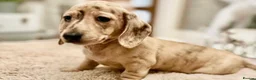 Miniature Dachshund dogs for sale: KC Cream Brindle Smooth Miniature Dachshunds - Advert 8