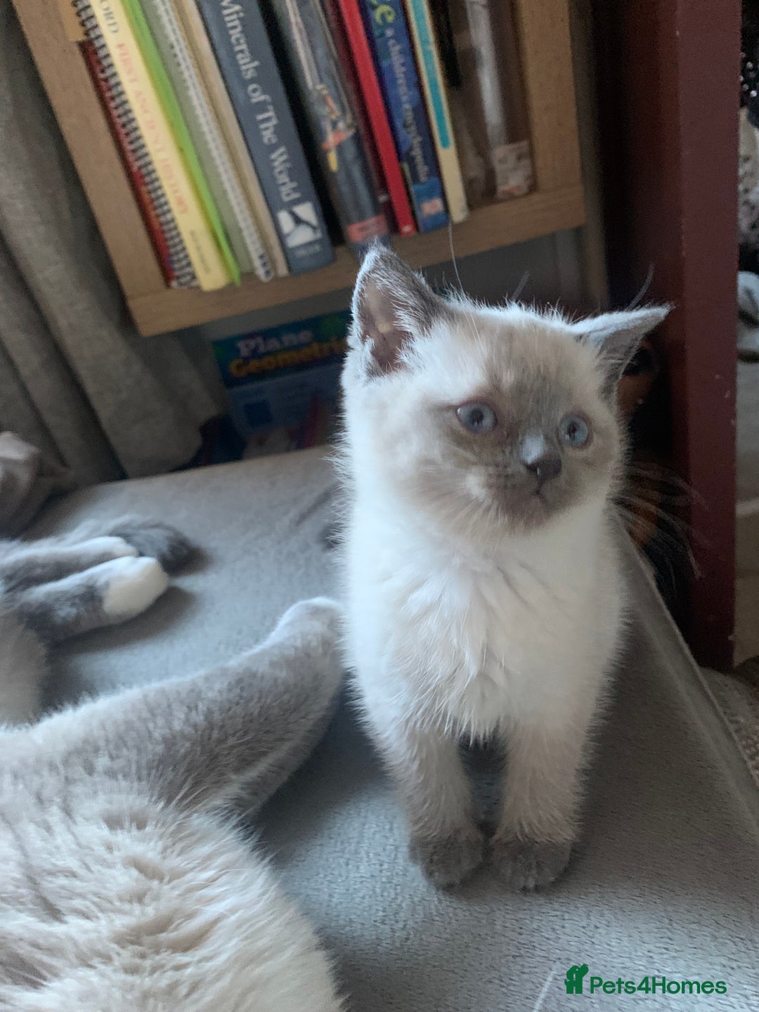 Persian cats for sale: cute 9wk old adorable bundle of joy Persian kitten - Advert 17