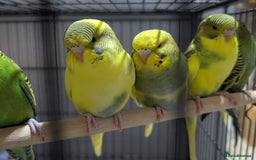 Budgerigars birds for sale: Budgies for Sale Many colours Cages Available  - Image 16
