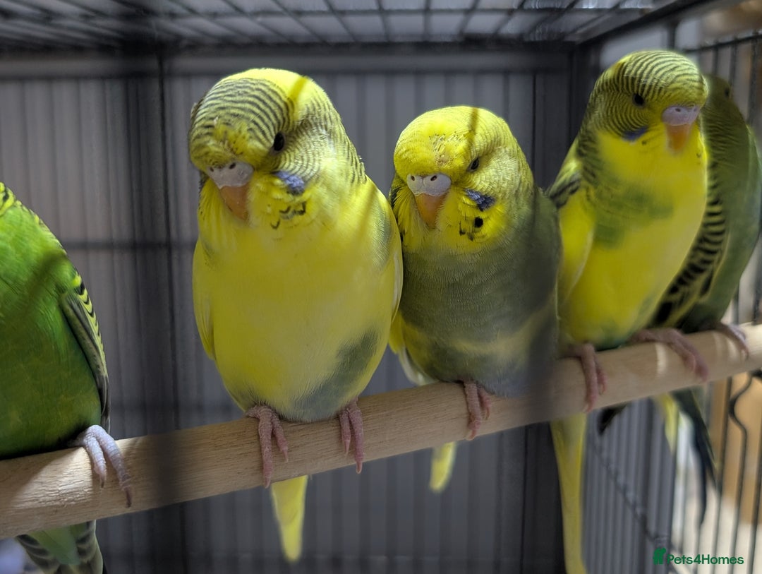 Budgerigars birds for sale: Budgies for Sale Many colours Cages Available  - Image 16