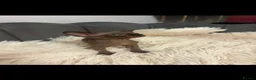 Sphynx cats for sale: Sphyx kittens  - Advert 8