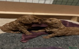 Australian Labradoodle dogs for sale: Australian Labradoodle Puppy - Image 3