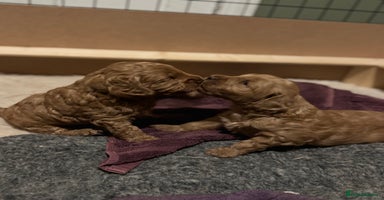 Australian Labradoodle dogs - Advert 3