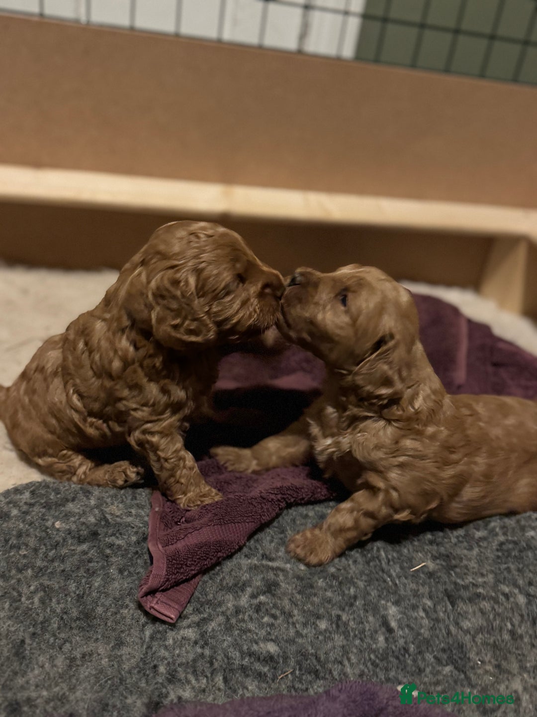 Australian Labradoodle dogs for sale: Australian Labradoodle Puppy - Image 3